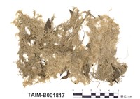 藏品(狹葉泥炭苔)的圖片